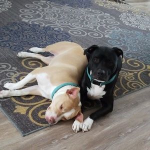 Meet your Posher, Atisha